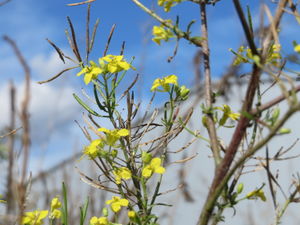 20150924Sisymbrium loeselii1.jpg