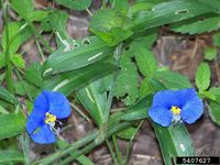 Commelina erecta IPM5407627.jpg