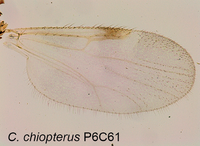 Culicoides chiopterus Parasite 2017.png