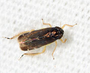 Deltocephalus flavicosta BugGuide820860.jpg