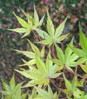 Acer japonicum Thunb. – Photo: Andrea Moro 2005, Dryades TSB31319.jpg