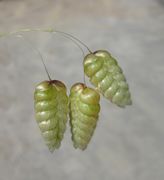 Spikelets of Briza maxima L. (photo Andrea Moro 2006)