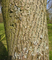 Acer davidii Franch. – Photo: Andrea Moro 2009, Dryades TSB62869.jpg