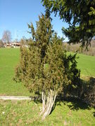 Bush of Juniperus communis L. (photo Andrea Moro 2010)