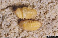 Paropsis atomaria IPM5464269.jpg