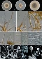 Phaeoacremonium parasiticum StudMycol 2006.jpg