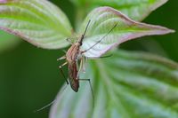 Aedes rusticus InsectGallery.jpg