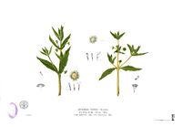 Artemisia viridis Blanco2.284.jpg