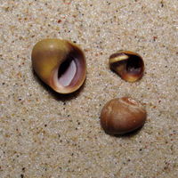 BEQ3E SC Plumpe Strandschnecke.jpg