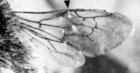 Bombus hypnorum male - top (aka) wing-bw-indicated.png