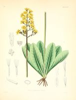 Crepis praemorsa.jpg