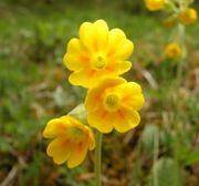 Primula veris subsp. veris