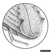 Ips acuminatus IPM1292017.jpg