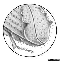 Ips acuminatus IPM1292017.jpg