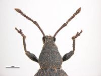 Otiorhynchus rugosostriatus PaDIL135651e.jpg