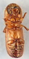 Xyleborus pubescens2.jpg