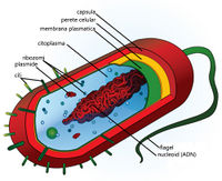 Average prokaryote cell ro.jpg