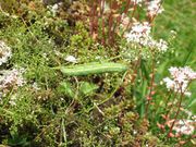 Macroglossum stellatarum