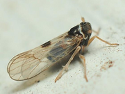 Delphacodes puella BugGuide.png