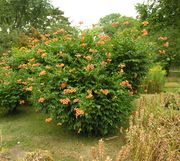 Campsis radicans (L.) Seem. ex Bureau