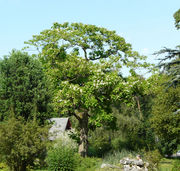 Catalpa speciosa (Warder) Warder ex Engelm.