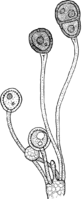 Gymnosporangium Gaeumanni Zogg. Abb0993 (Gäumann 1959, Rostpilze Mitteleuropas).png