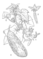 Linedrawing Cucumis sativus.gif