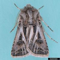 Agrotis gladiaria IPM5460346.jpg