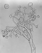 Bremia lactucae (print magn. x500, ID-691260257, MBBr0001)