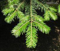 Abies alba Mill. – Photo: Andrea Moro 2007, Dryades TSB46101.jpg