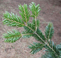 Abies cephalonica Loudon – Photo: Andrea Moro 2008, Dryades TSB58415.jpg