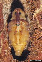 Hylobius abietis IPM1231175.jpg