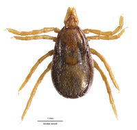 Ixodes woodi DigCommons.jpg