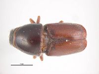 Scolytus laevis PaDIL135972a.jpg