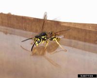 Vespula atropilosa IPM5387739.jpg