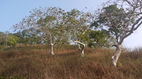 ... ghost trees (4102637990).jpg