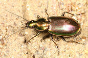 Agonum cupripenne BugGuide50881.jpg