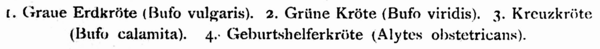 Dürigen 1897 Taf.01 CAPTION.png