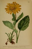 Doronicum pardalianches001.jpg