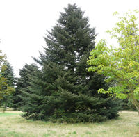 Abies nebrodensis (Lojac.) Mattei – Photo: Andrea Moro 2008, Dryades TSB58424.jpg