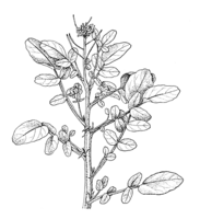 Linedrawing Nasturtium officinale.gif