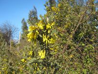 Sophora macrocarpa 3038.JPG