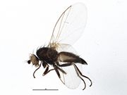 Chromatomyia fuscula BOLD Systems.jpg