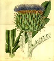 Cynara cardunculus ssp cardunculus.jpg