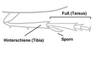 Delphacide tibia.JPG