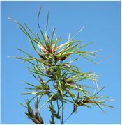 Poa bulbosa L. subsp. bulbosa