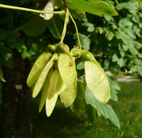 Acer hyrcanum Fisch. & C.A.Mey. – Photo: Andrea Moro 2008, Dryades TSB53303.jpg