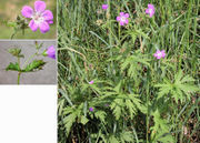 Morphological summary of Geranium sylvaticum L.