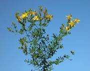 Overview of Hypericum perforatum L. subsp. perforatum (photo Andrea Moro 2005)