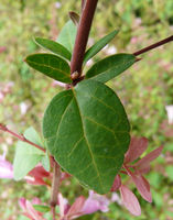 Abelia schumannii Rehder – Photo: Andrea Moro 2008, Dryades TSB59032.jpg